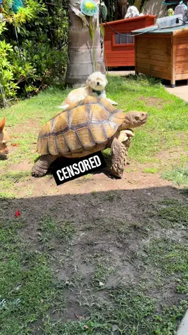 #tortoise #sulcata #sulcatatortoise