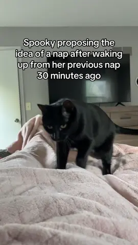 She’s down to nap #catsoftiktok #cattok 