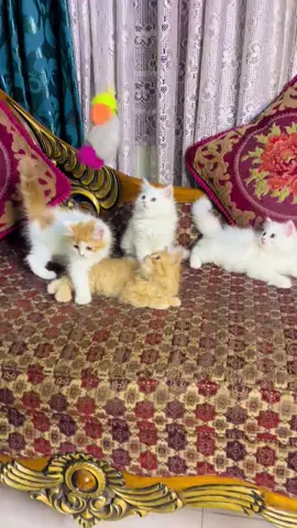 Cat shop bd #catshop #cats #cathome #bogoracats 