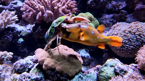 Mantis shrimp vs Red puffer fish #mantisshrimp #animal #ocean #pufferfish 