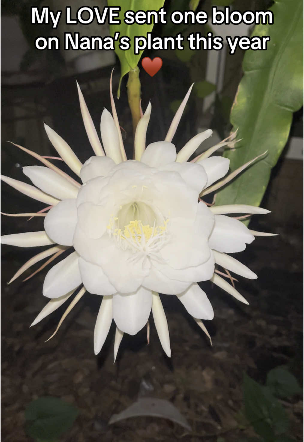 One lonely bud, that grew into spectacular flower on Nana‘s plant this June 2025♥️#Love #flower #bloomsatnight 