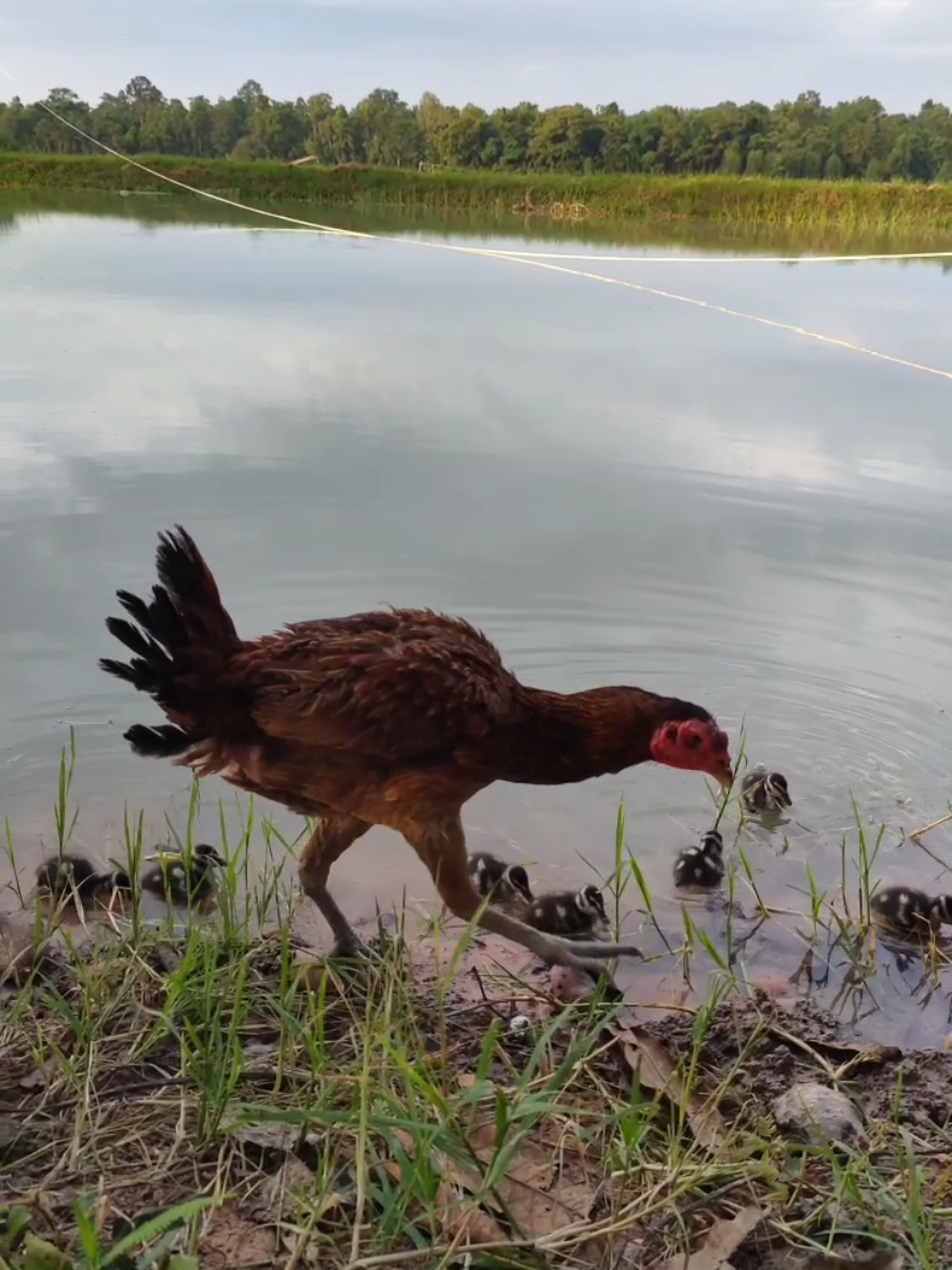 ลูกนกเป็ดขี้เหร่พาแม่ไก่ออกหากิน #ลูกนกเป็ดน้ำ #ไก่เลี้ยงลูกนกเป็ด