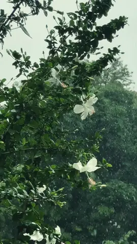 জবা ফুলের ও বৃষ্টি ভালো লাগে🌿💜 . . . . . . . . #nature #rain #hibiscus #weather #monsoon #jhoom #viralvideo #viraltiktok #foryou 