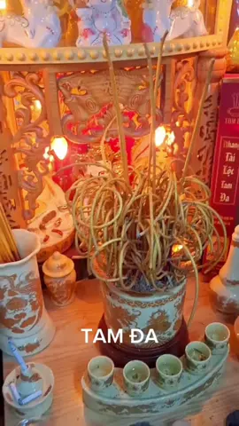Các bác đã thử nhang Tam Đa chưa? #huongtram #huongcuontan #nhangtram #tramhuong #huongphongthuy #huongtamda #tamda #nhangcuontan #nhangthantai #huongtailoc