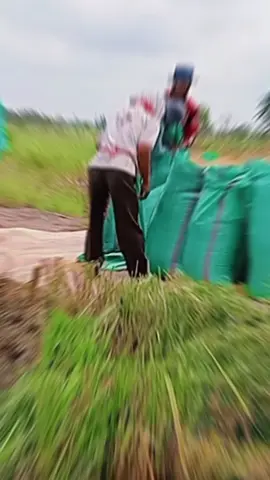 panen padi musim gaduan, MT2 .simbok si paling simbok simbok joss👍🏻#CapCut 