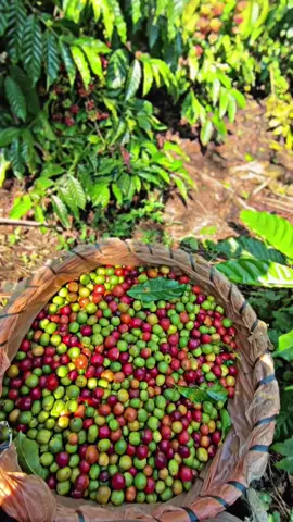 #petaniindonesia🇮🇩🇮🇩🇮🇩🌿🌿 #fyp #fyp #petanimuda #kopirobusta #fypage #petanikopi #kopihitam #kopilampung #petani 