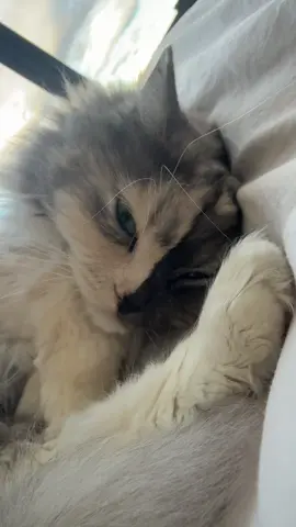 #oia woke up geri😂 #cat #chimera