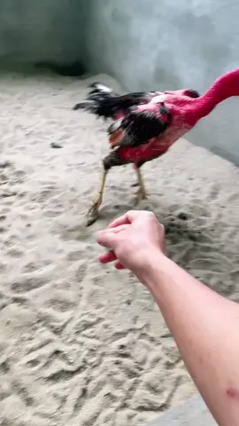 xám  máy 🤜 sau 2tuần sắp đzai lại rồi 🤪🤪