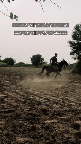 BHERIYA 🐺. . . #fyp#foryou#viraltiktok#growmyaccount#unfrezzmyaccount#trending#horselover#horsesoftiktok#منڈی_بہاؤالدین#منڈی_آلے💪🔥 