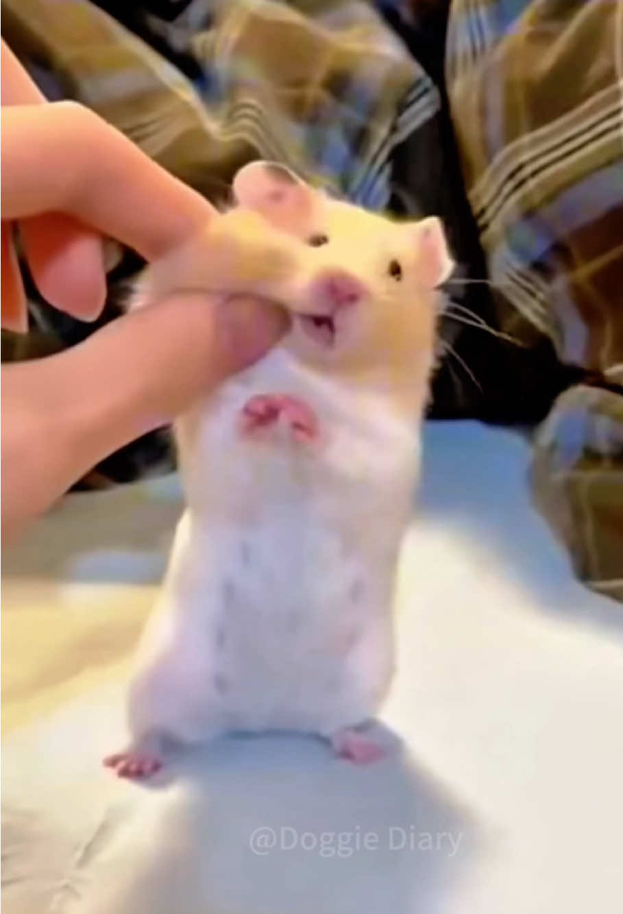 Hamster 🐹🤣 #funny #hamster #funnyvideo #cute #foryou #🤣🤣 #hamstersoftiktok #pets 