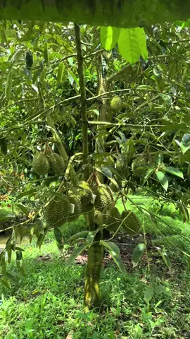 Chuồng bò nhà mìnhh👨🏻‍🌾 #mientayquetoi #saurieng #sauriengsach #traicay #tráicâysạch #lapnghiep #durian #mietvuon #mientay #chill #vềquê #xuhuong 