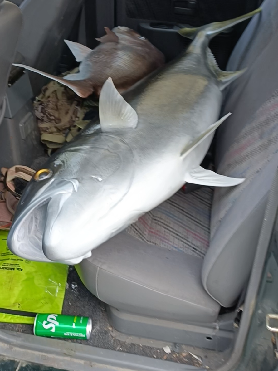 Big kinky won't fit. #nzfishing #kingfish #snapper #nzsnapper 