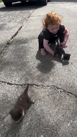 Oh my gosh #kitten #kittensoftiktok #cat #cuteness 