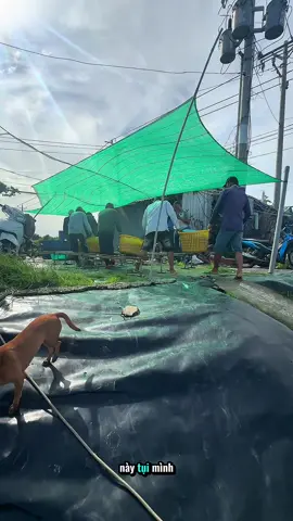 T.ôm 90 ngày về size 30 con/kg theo đúng quy trình của nhà Sinh Học T.ôm Vàng🥰 #nuoitomthanhcong #nuoitomthongminh #nuoitomcongnghecao #tomthe #nuoicontom