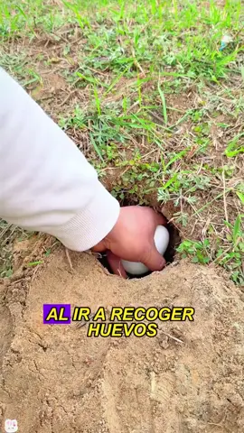 A man found a rabbit inside an egg#animals #Foryou #Friendship #Us#rabbit 