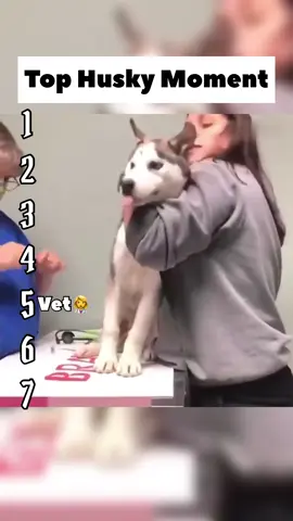 | Funny Husky Moment | 😂😂😂#top #fyp #moment #funny #husky 