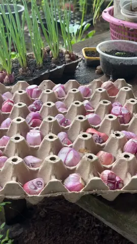 #แผงไข่ ไม่ทิ้ง นำมาใช้ประโยชน์ เพาะเมล็ด ใช้รองกระถาง ปลูกหอมพอได้กิน เก็บความชื้นได้ดี