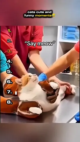 Cuter, crazier, and funnier—Part 3 is unstoppable! 🐱😂💖#videosviral #funnyvideos #funnyfails #funnymoments #funnycats #funnytiktok #fyp 