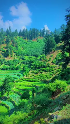 کوہستان  کے پہاڑوں میں چھپا بہت ہی پیارا وادی داراک ❤️🏔🌲 #adventure #naturelover #mountains #tourism #swizerland #meadows #kohistan 