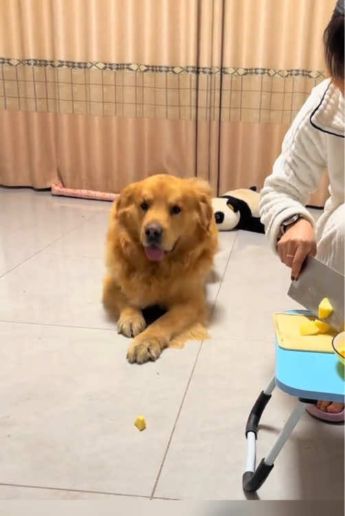 Smart dog.#happydog #dog #funnyvideos #funnydogs #cutedog #dogsoftiktok #doglife #dogs #