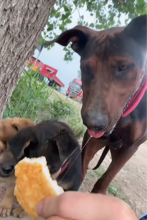 Funny dogs.#🥰🥰🥰 #animals #dog #happydog #cutedogs #dogsoftiktok #funnyvideos 