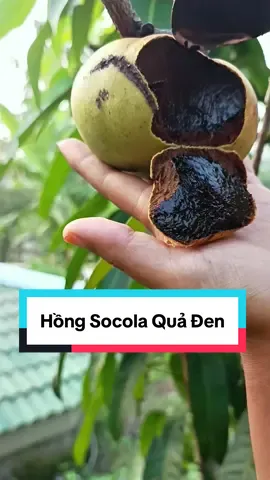 Cây Hồng Socola quả đen, ăn bùi bùi ngậy ngậy , vị ngọt nhẹ giống Socola #hongsocola #hongsocoladen #cayhongsocola #caygionghongsocola #caydocla #trongcay #bonsai #nongnghiep #tiktok #doclabinhduong 