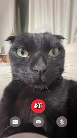 #коты #кот #черныйкот #животные #cat #blackcat 