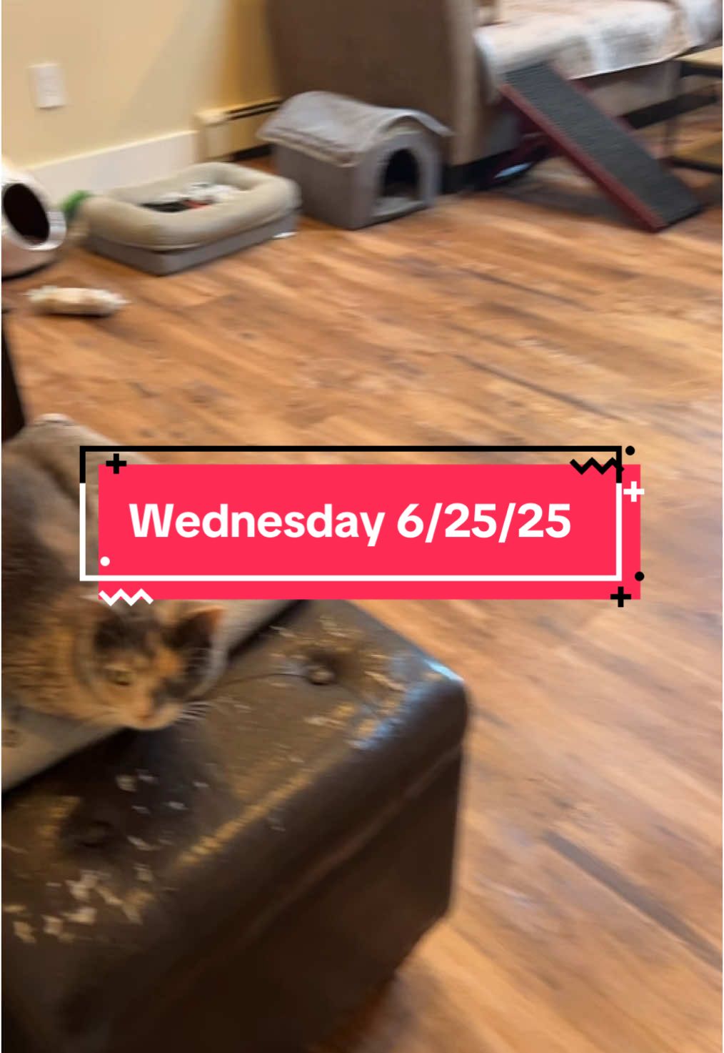#wedneday #morning #dog #cat #adoptdontshop #dogsoftiktok #catsoftiktok 