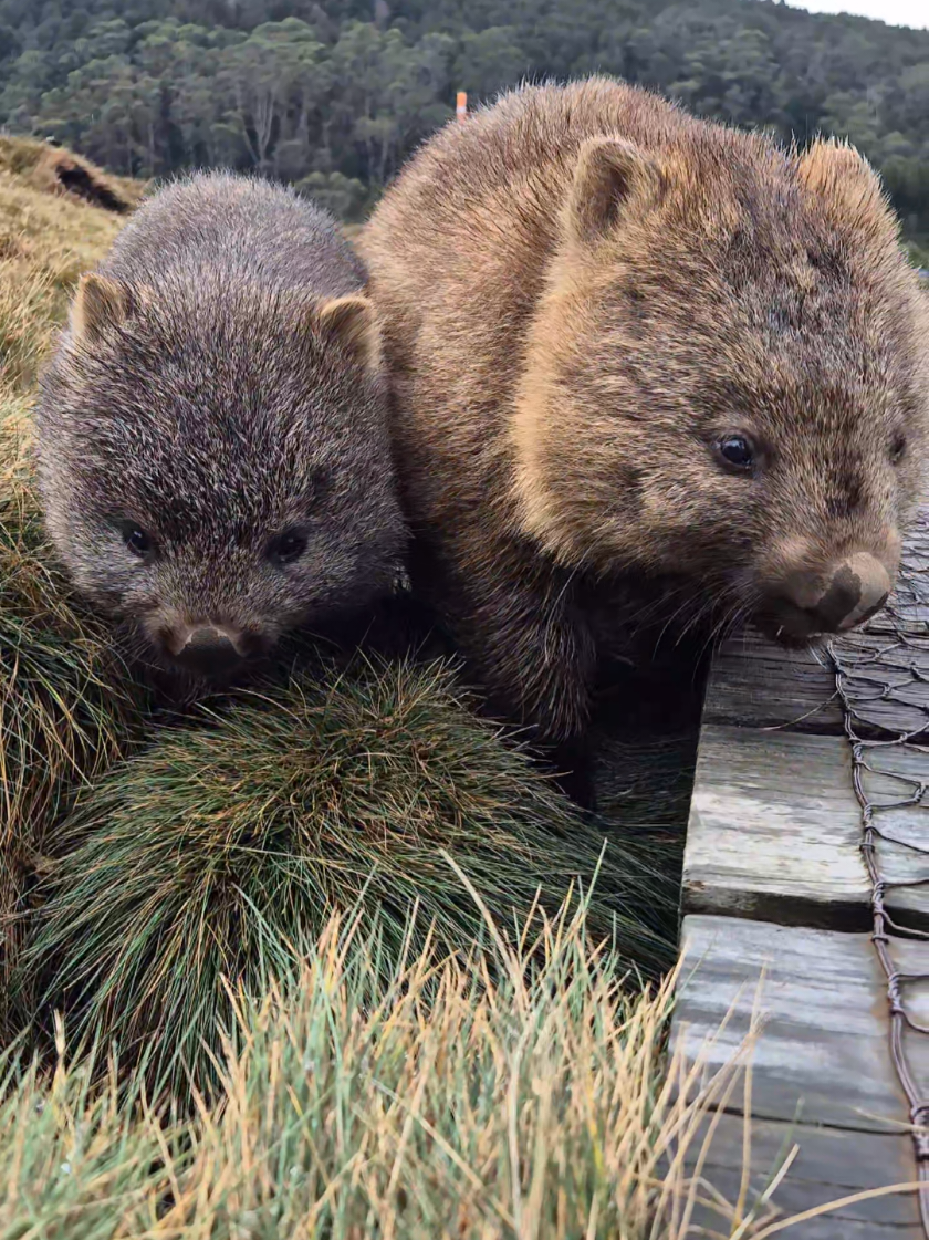 cradle mountain babies 🫶🏻 #tasmania #traveltasmania #cradlemountain #cradlemountainnationalpark #ronnycreek #ronnycreektrack #overlandtrack #overlandtracktasmania #tasmania #traveltasmania #wombats #wombat 
