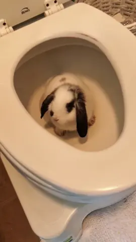 Rabbits:the vegetarian version of cats 🐰#rabbit #cute #ca #funny #pet #bunny 