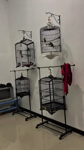 #CapCut rung tamu ruang burung