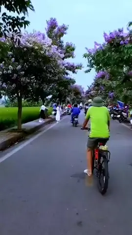 cảnh đẹp nhạc hay  ck đường tím bằng lăng 