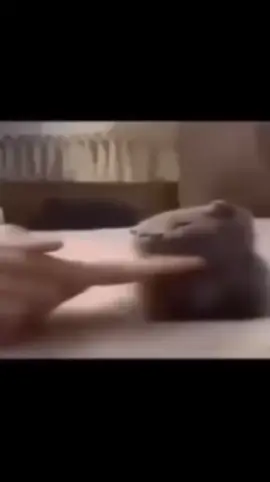 What a nice guy,his petting the kitty🥰#fyp#fy#cute#cat#blackguys#cutenessoverloaded#show#movie 