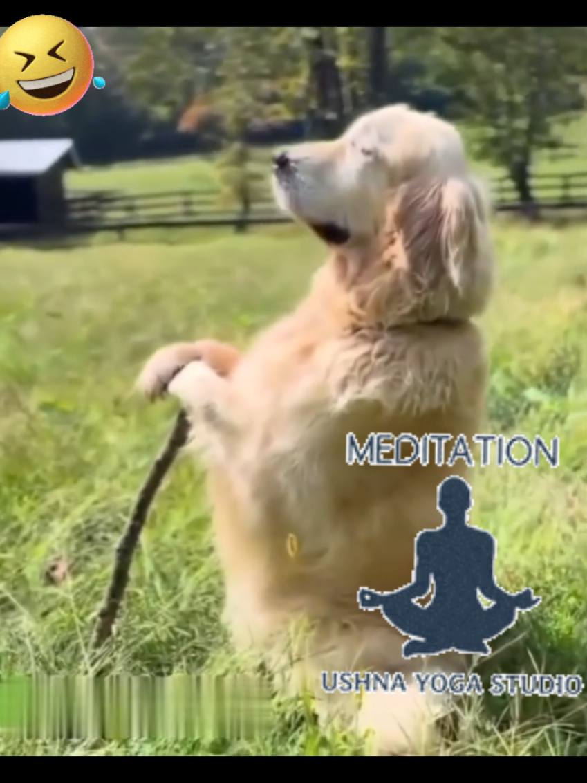 #dogloverforever  #entretenimientotiktok  #humortiktok  #perrosgraciosos 