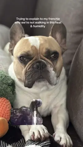 Listen Teddy we don’t do Extreme heat, extreme cold  #turboteddy #dogsoftiktok #dogmom #dogvideos #dogmomlife #frenchiecute #frenchielove  