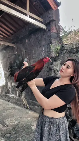 Semoga gk mengecewakan yaa ,🙏🙏🐓