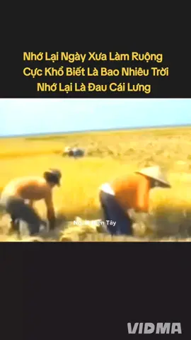 Ngày Xưa Làm Ruộng Cực Khổ Lắm #nguoimientay #xuhuongtiktok #🌾 