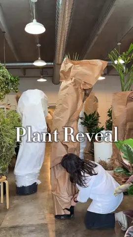 This Dracaena Marginata 