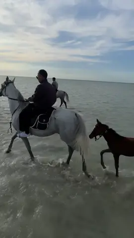 #الخيل_من_خيالها #الشاعر_البدر_بن_عبدالمحسن 