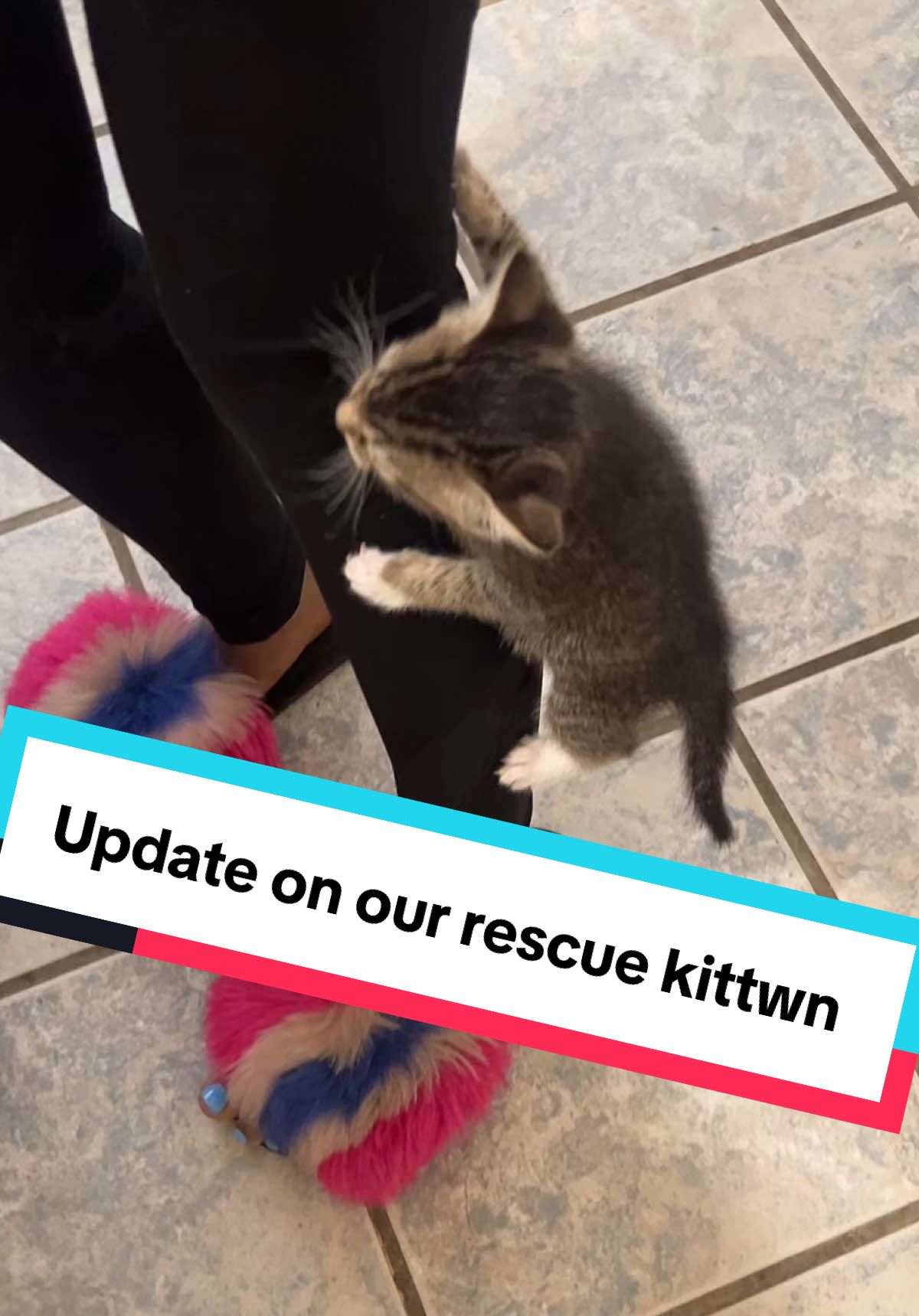 Update on Prince Pierre . He is sooo active now lol I got him a leash too but he can’t fit it yet #RescueKittenUpdate #KittenProgress #OneMonthOldKitten #LitterBoxTrained #KittenMilestones #KittenJourney #FosterKittenLife #MyTikTokKitten #KittenGlowUp #KittenAdventures #KittenRescueStory #TinyButMighty #CatMomLife #RescueKittenLove #SupporterUpdate