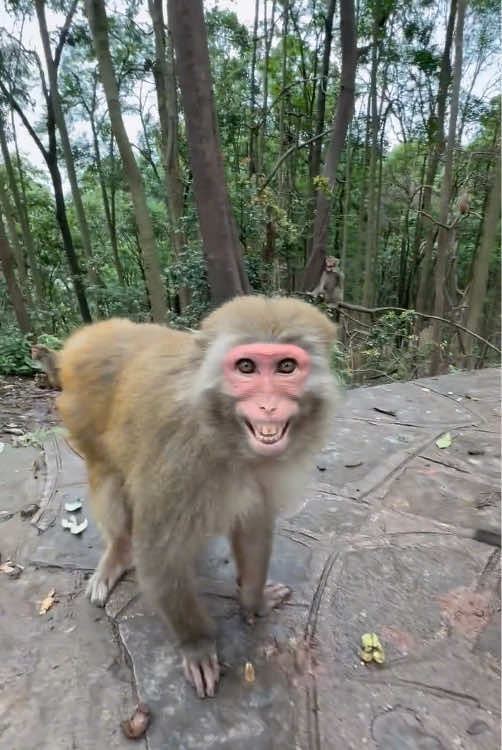 Three monkeys laughing together#animal #monkey #funny 