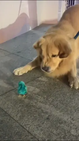 😫😫😫😫😫😫😫#cutedog #goldenretriever #puppy #cutepet #doglover #cunyeu #funnyvideo #fyp 