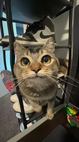 #fyp #cat 