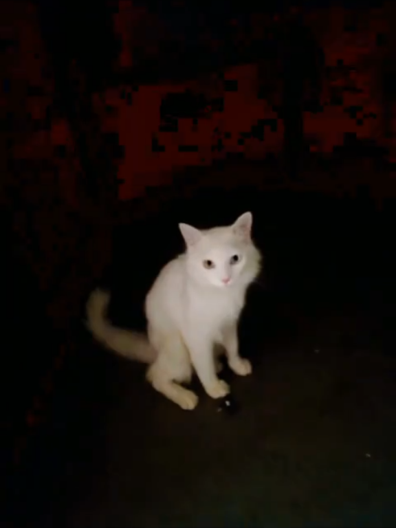 #PixVerse #ai #cat #creepydevilsmile #viralvideo #funnyvideos #foryoupage #trending #viral #foryoupage #PetsOfTikTok #fypシ゚viral #plzviral🥺🥺🙏🙏foryoupage #fyp 
