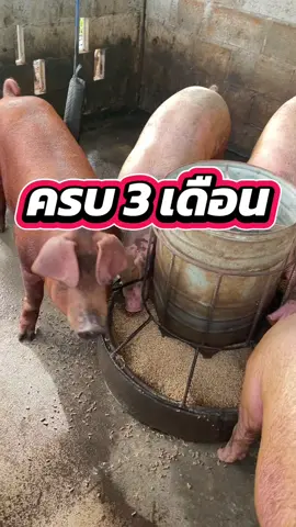 หมูโตไวเริ่มจากคอกที่สะอาด#ฟาร์ม #ฟาร์มหมู #คนเลี้ยงหมู #หมู #เลี้ยงหมู #เกษตรกร #เกษตรกรรุ่นใหม่ #เกษตร 