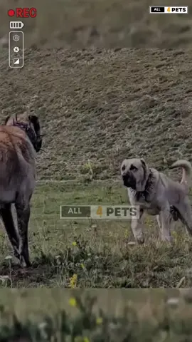 Kangal shepherd dog vs Anatolian shepherd 