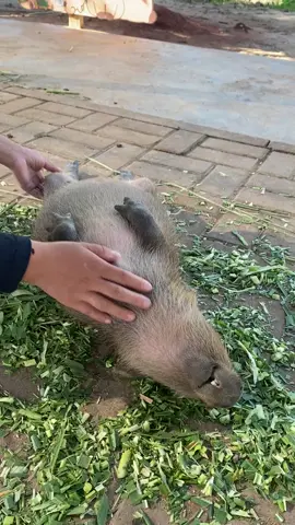 #loveyou #funnytiktok #peace #healingtiktok #capybara 