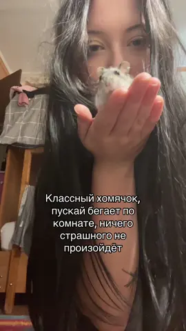 #хомяк 
