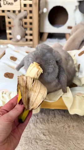 🍌🤭 #foryoupagе #fyp #rabbitsoftiktok #bunnylove #eatingvideo #cuteanimals 