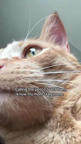Breakfast, lunch, dinner and treats don’t count…